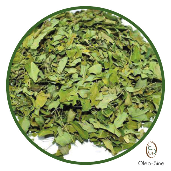 Feuilles de moringa AB PRO