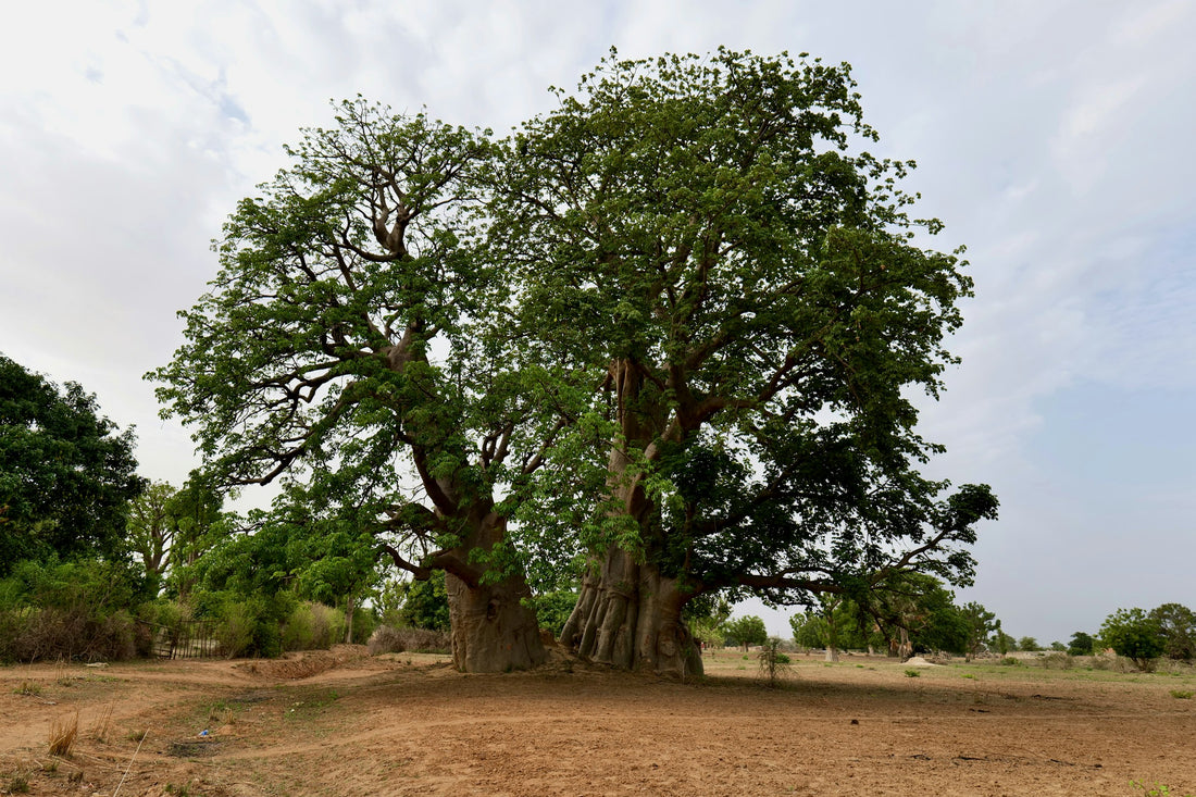 Le Baobab